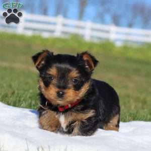 Marshall, Yorkie Puppy